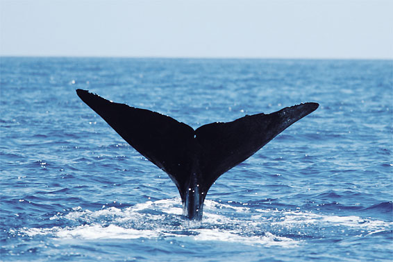 La Dominique, une destination unique pour observer les baleines