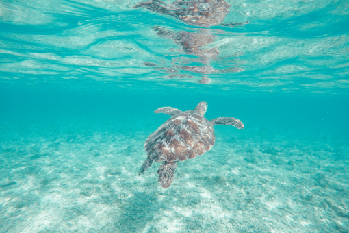 Tortue dans les fonds marins de Terre de Haut aux Saintes