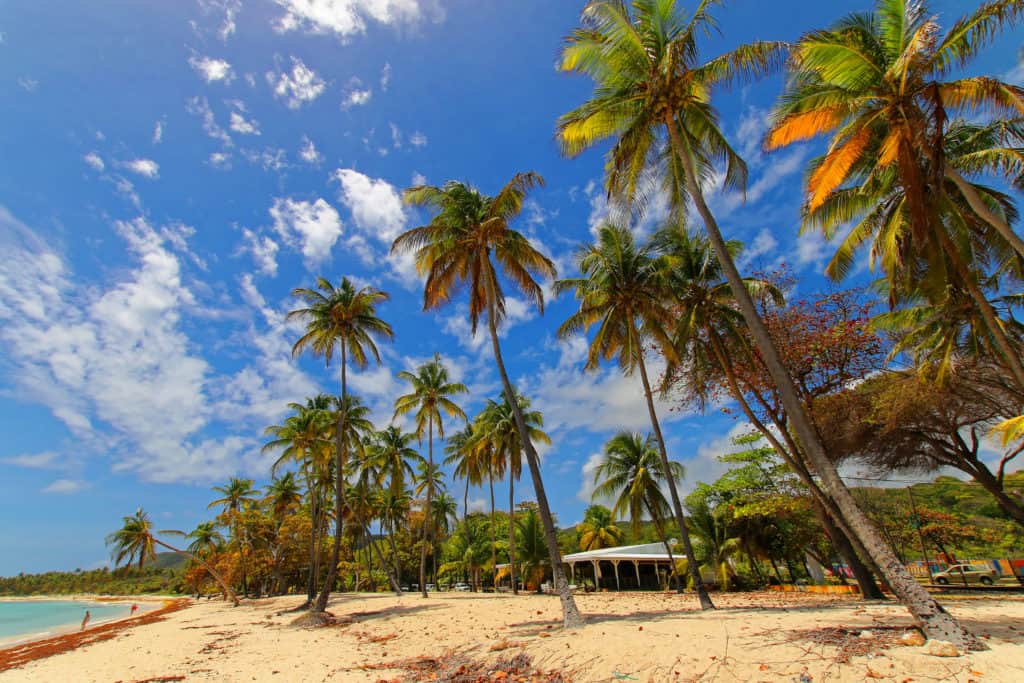 Plage de cocotiers à Marie-Galante