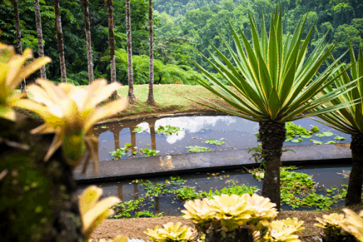 Les jardins de Balata, une bonne raison d'acheter ses billets de bateau pour la Martinique