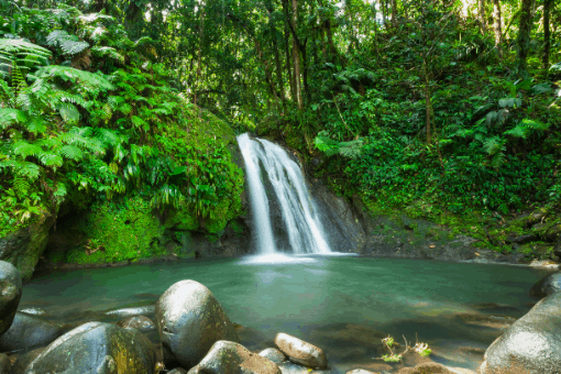 Cascade dans la forêt tropicale de Guadeloupe